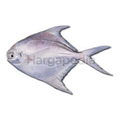 Bawal Putih 1kg Bawal Putih 1kg