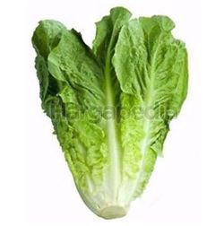 Baby Romaine Lettuce 1kg Baby Romaine Lettuce 1kg